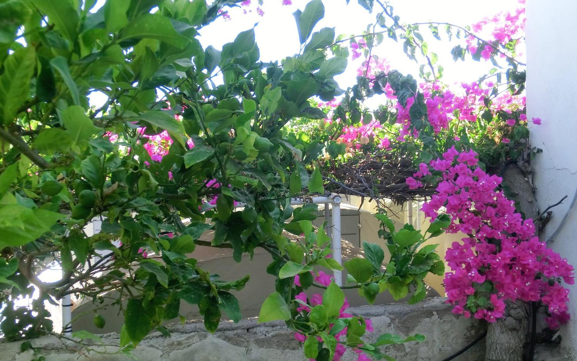 Santorini Camping & Hostel Φηρά Εξωτερικό φωτογραφία